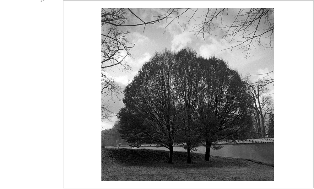 The power of three is illustrated by this group of trees out side the royal palace in Český Krumlov.