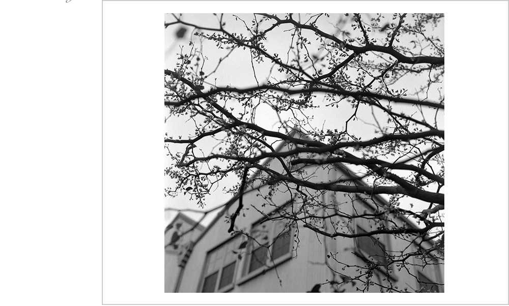 Shallow depth of field asks you to make a decision between budding trees and architecture in San Francisco.