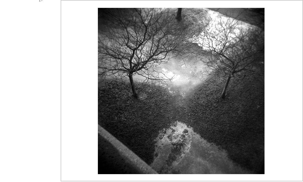 Trees planted firmly in the ground yet seemingly floating in the sky.