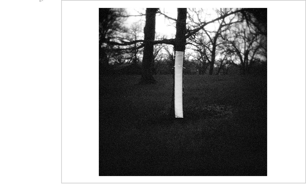 Old plastic tubing used to protect young trees.
